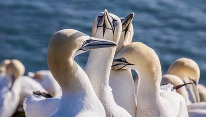 九游游戏中心官网-水晶宫主场不敌伯恩茅斯，遭遇连败，水晶宫vs伯恩利