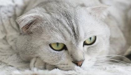 九游网-北美战队新阵容磨合顺利，北美战队tsm