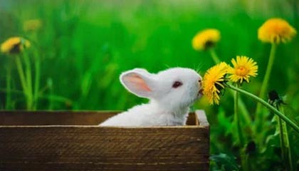 九游官网下载电脑版-雷丁客场不敌，保级前景蒙上阴影，雷丁近期战绩