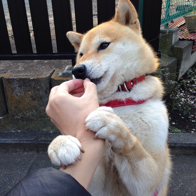 比利时在国家联赛中0-2不敌法国，遭遇失利。，比利时近期比赛