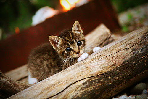 绝地求生 国际赛场备受期待,绝地求生国际赛事赛程2021