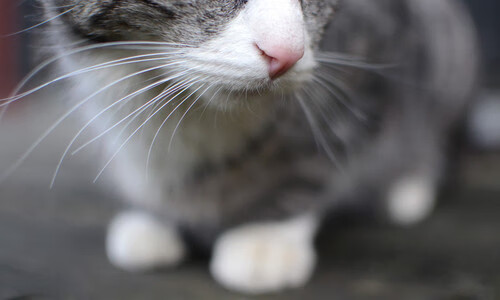 -多特蒙德客场失利，球迷心情沉重，多特蒙德球队是哪个国家