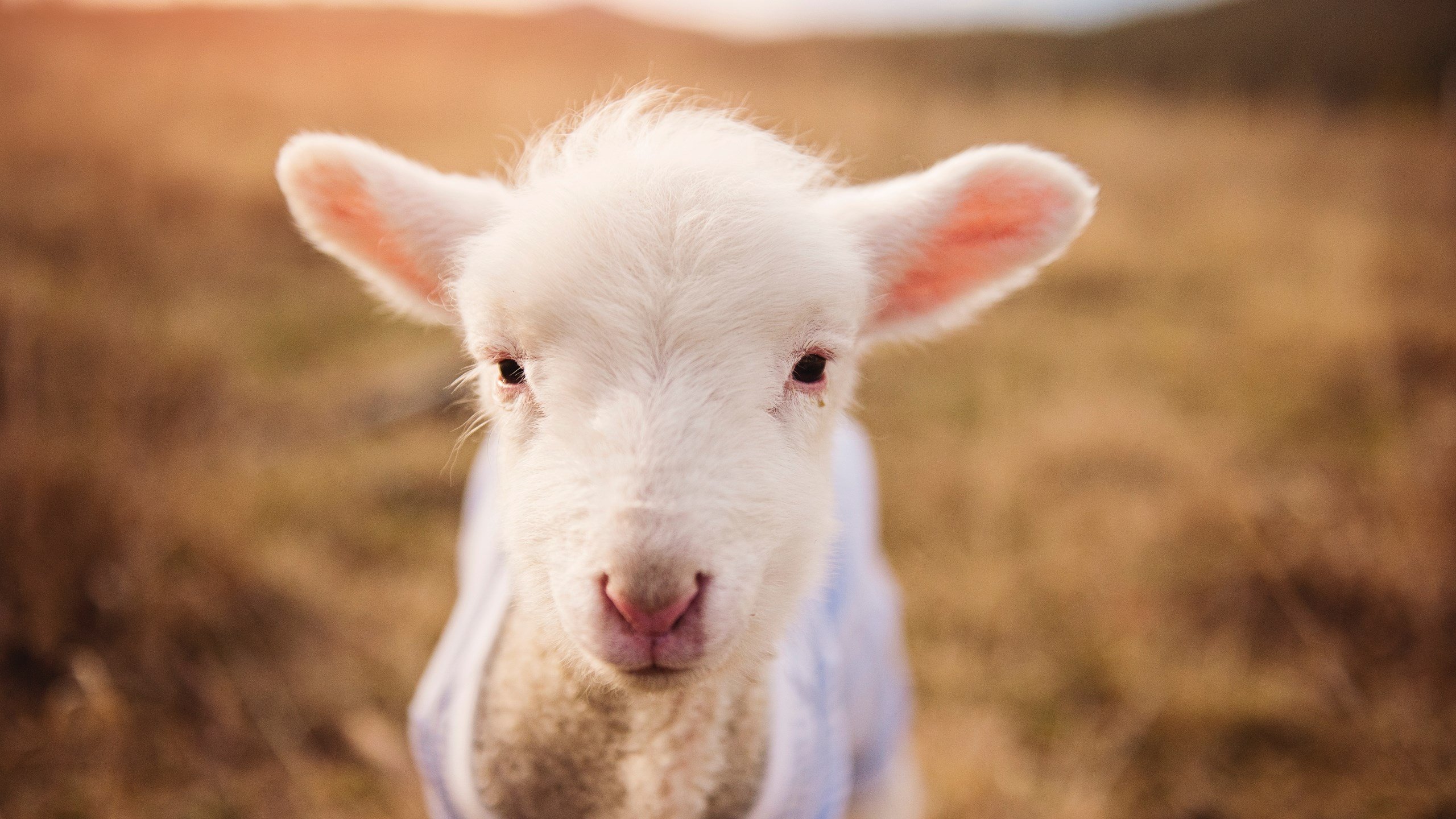 加拿大队未来展望：加强国际赛事经验，挑战世界顶级强队，加拿大队世界排名