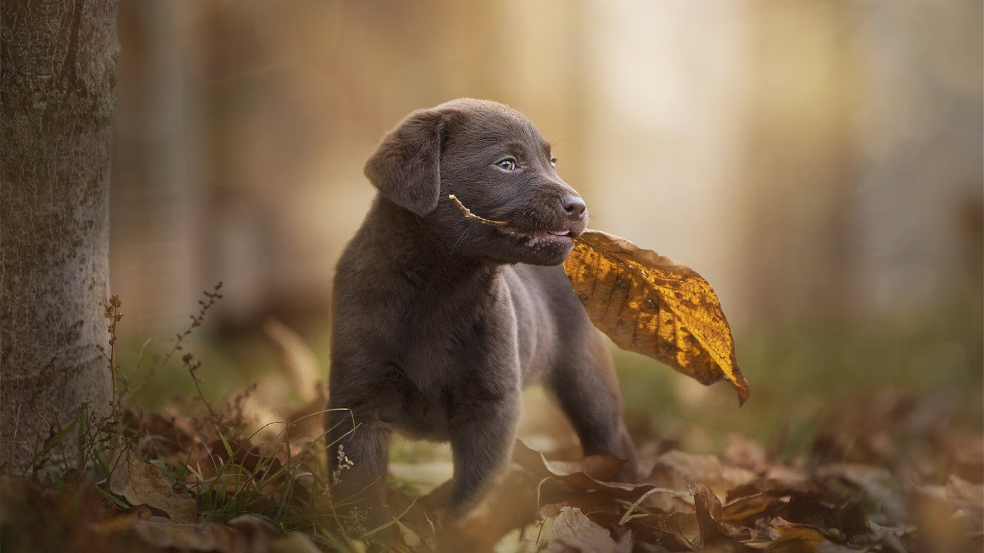 九游（jiuyou.com）游戏-国家女篮赛季表现稳定全队状态逐渐提升，女蓝国家队
