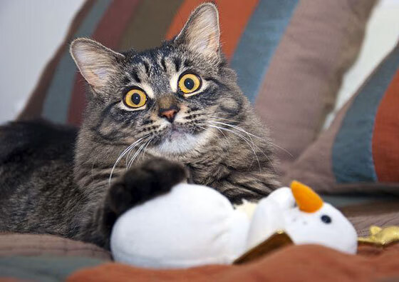 世界杯亚洲区预选赛分组出炉，世界杯亚洲预选赛排名