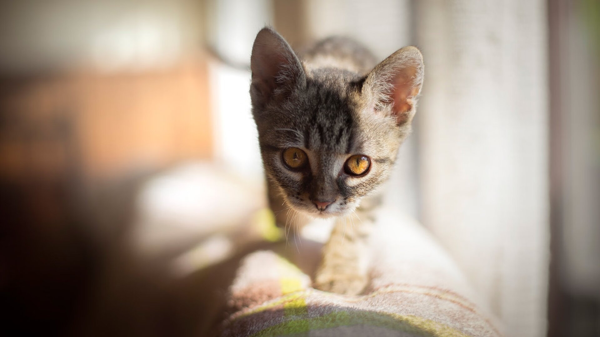 贝尔哈德·福特：全黑队战术演变中的关键推动者