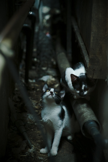 谷爱凌晒出冬训vlog分享训练日常，谷爱凌2020年采访视频